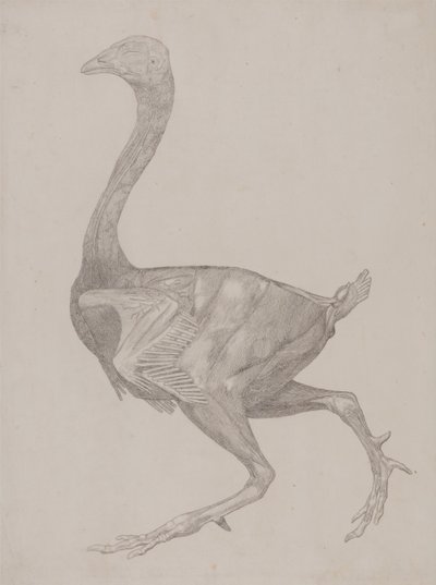 Vergelijkende anatomische expositie van de structuur van het menselijk lichaam met die van een tijger en een koe door George Stubbs